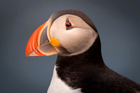 Puffin  Maskonur