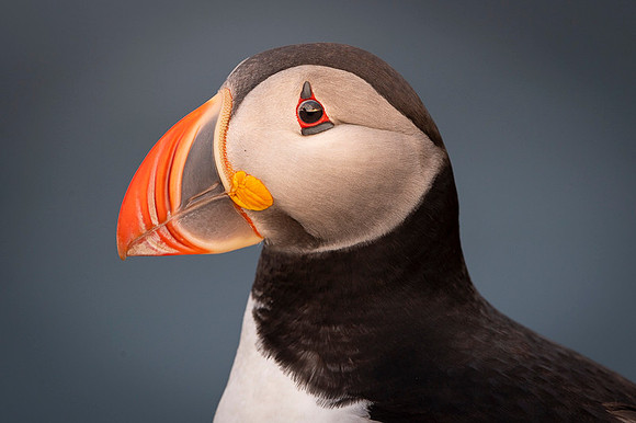 Puffin  Maskonur