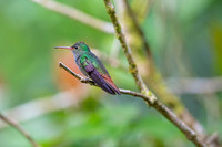 Canivet's emerald