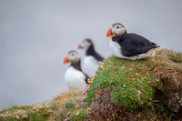 Puffin  Maskonur