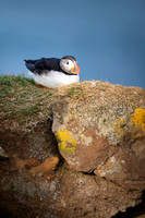 Puffin  Maskonur