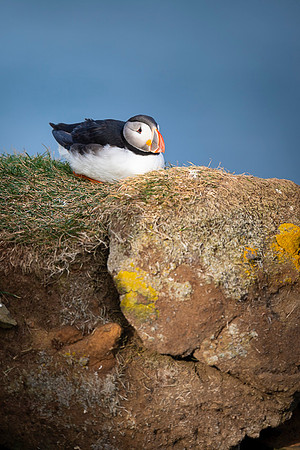 Puffin  Maskonur