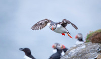 Puffin  Maskonur