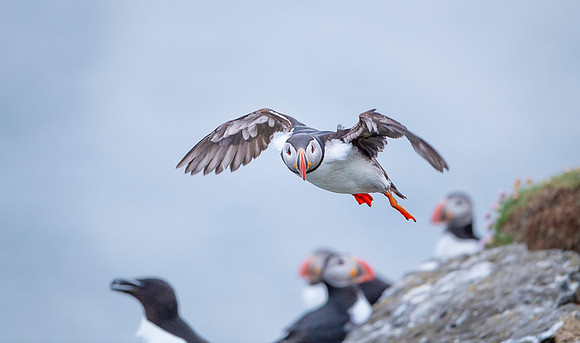 Puffin  Maskonur