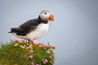 Puffin  Maskonur