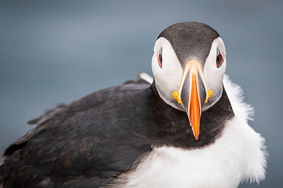 Puffin  Maskonur