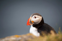 Puffin  Maskonur