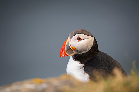 Puffin  Maskonur