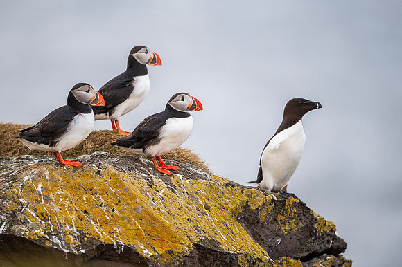 Puffin  Maskonur
