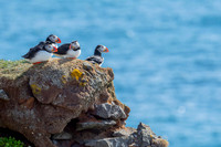 Puffin  Maskonur