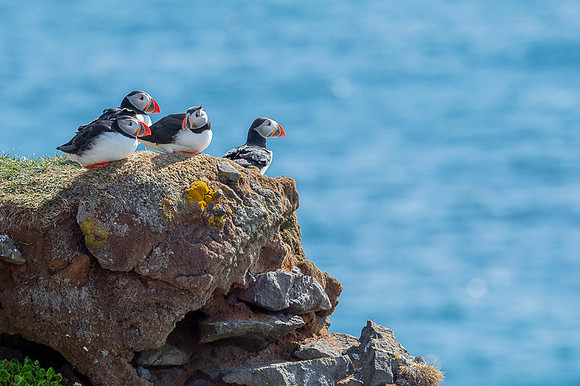 Puffin  Maskonur