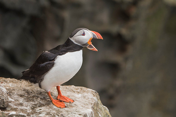 Puffin  Maskonur