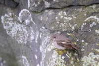 Dark-sided flycatcher