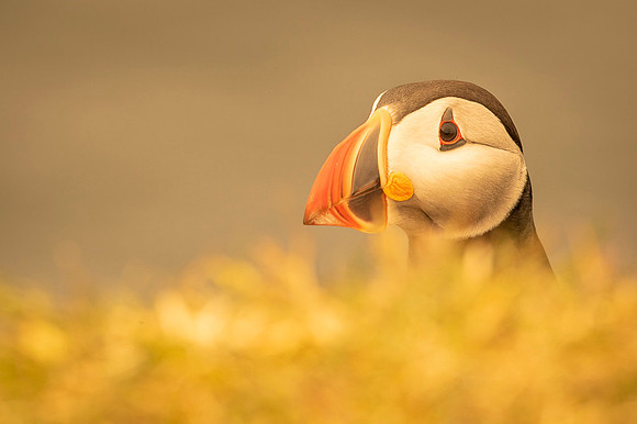Puffin  Maskonur