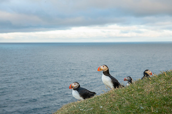 Puffin  Maskonur
