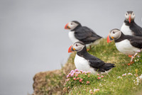 Puffin  Maskonur