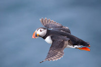 Puffin  Maskonur
