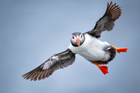 Puffin  Maskonur