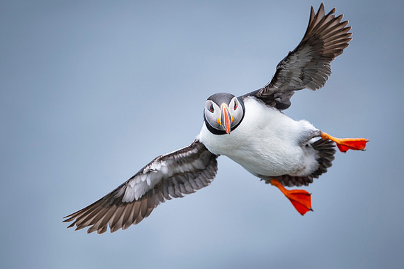 Puffin  Maskonur