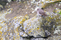 Dark-sided flycatcher