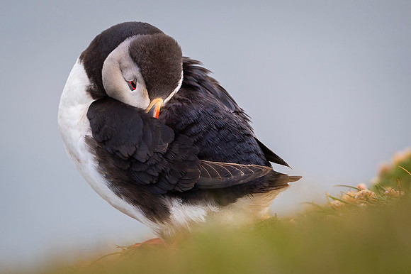 Puffin  Maskonur
