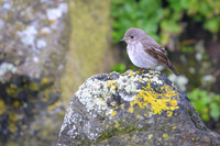 Dark-sided flycatcher