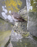 Dark-sided flycatcher