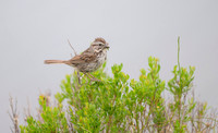 Song sparrow