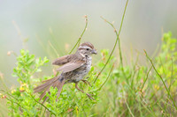 Song sparrow