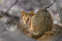Rusty spotted Jungle Cat