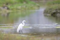 Cattle egret