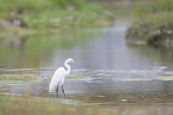 Cattle egret