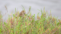 Savannah Sparrow