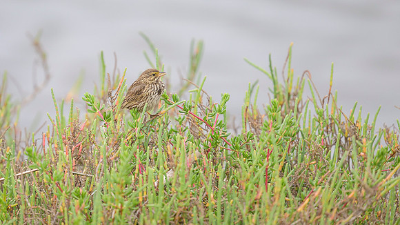 Savannah Sparrow