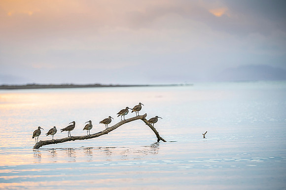 Whimbrel