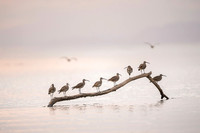 Whimbrel