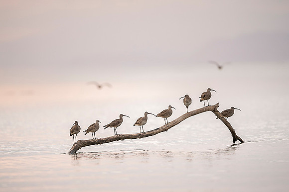 Whimbrel