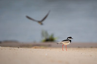 Pied Lapwing