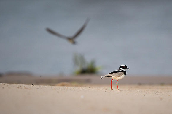 Pied Lapwing