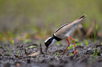Pied Lapwing
