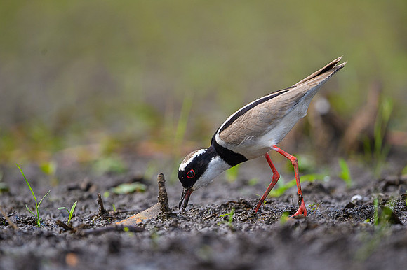 Pied Lapwing