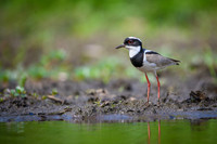 Pied Lapwing