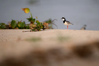 Pied Lapwing