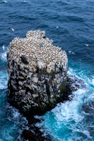 Northern gannet  Głuptak zwyczajny