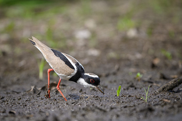 Pied Lapwing