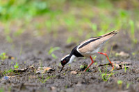 Pied Lapwing