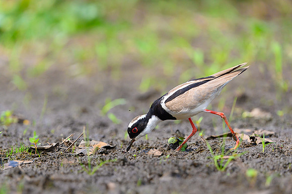 Pied Lapwing