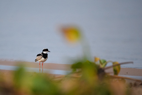 Pied Lapwing