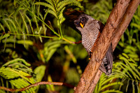 Black and White Owl