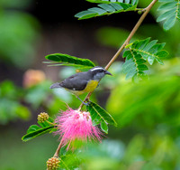 Bananaquit